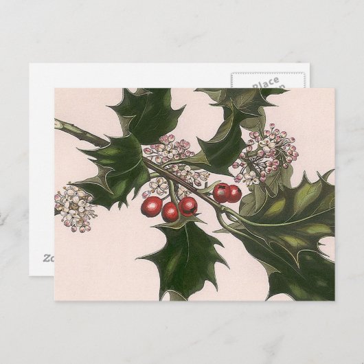 holly berrie briefkaart (Voorkant / Achterkant)