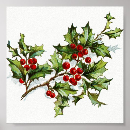 Holly Berries20150801 Poster (Voorkant)