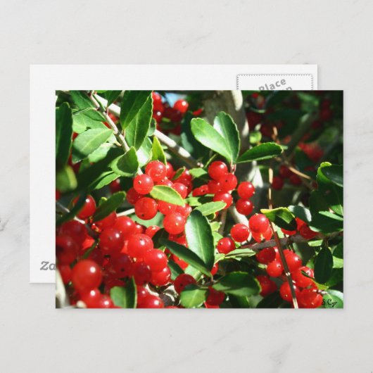 Holly Berries Briefkaart (Voorkant / Achterkant)