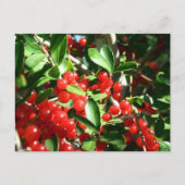 Holly Berries Briefkaart (Voorkant)