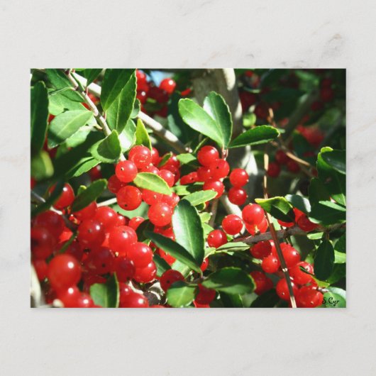 Holly Berries Briefkaart (Voorkant)