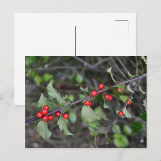 Holly Berries Briefkaart (Voorkant / Achterkant)