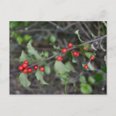 Holly Berries Briefkaart (Voorkant)