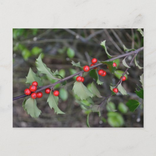 Holly Berries Briefkaart (Voorkant)