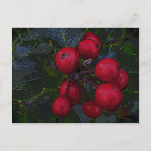 Holly Berries Briefkaart