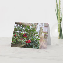 Holly Berries en Fence - Martha's wijngaard