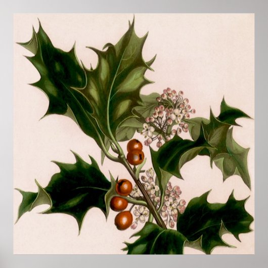 Holly berries poster (Voorkant)
