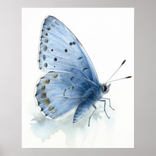 Holly Blue Butterfly Art Print Poster (Voorkant)
