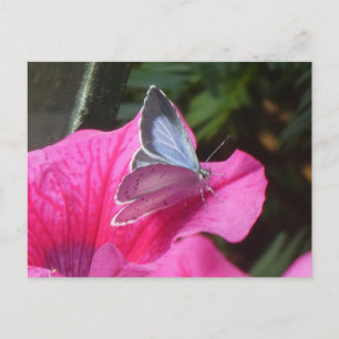 Holly Blue Butterfly op Pink Flower DIY Briefkaart