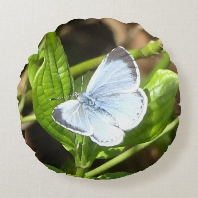 Holly Blue Vlinder Rond Kussen (Voorkant)