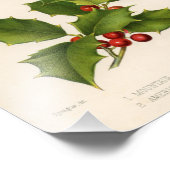 Holly Botanical Illustration Kerstmis Foto Afdruk (Hoek)