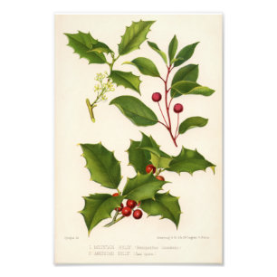 Holly Botanical Illustration Kerstmis Foto Afdruk