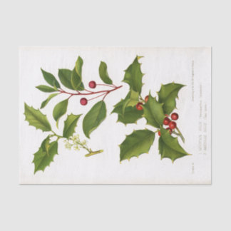 Holly Botanical Illustration Kerstmis Tissuepapier