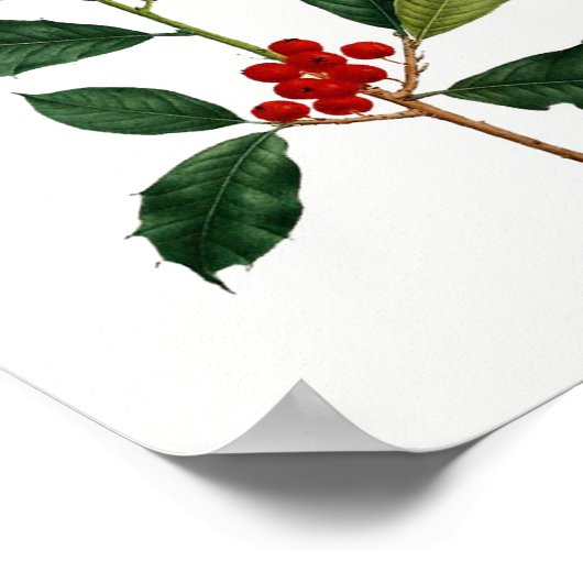 Holly Botanical Print (Hoek)