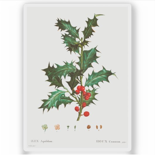  HOLLY BOTANICAL REDOUTÉ CUSTOM STICKER (Voorkant)