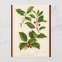 Holly Botanische Illustratie Kerst Briefkaart