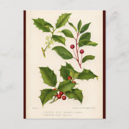 Holly Botanische Illustratie Kerst Briefkaart