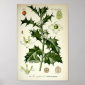  Holly Botanische Kunst Poster (Voorkant)