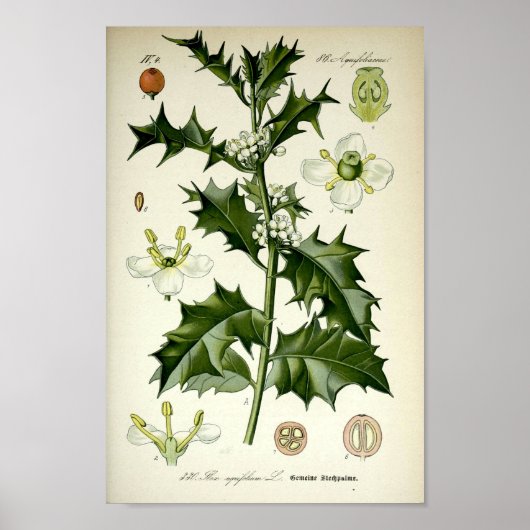  Holly Botanische Kunst Poster (Voorkant)