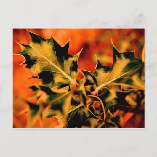 Holly Briefkaart (Voorkant)