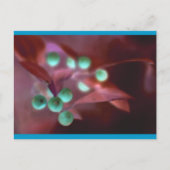 Holly Feestdagenkaart (Voorkant)