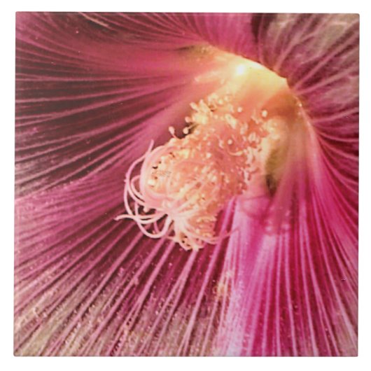 Holly Hock in de avond van de zon Tegeltje (Voorkant)