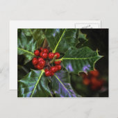 Holly Leaves en Berries Briefkaart (Voorkant / Achterkant)
