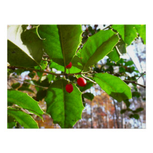 Holly Leaves II Holiday Nature Botanical Perfect Poster