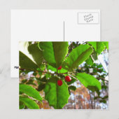 Holly Leaves II Holiday Natuur Botanisch Feestdagenkaart (Voorkant / Achterkant)