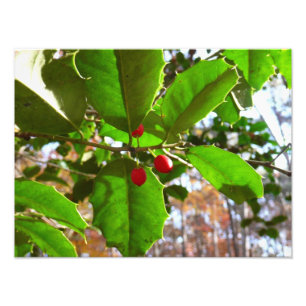 Holly Leaves II Holiday Natuur Botanisch Foto Afdruk