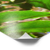 Holly Leaves II Holiday Natuur Botanisch Foto Afdruk (Hoek)