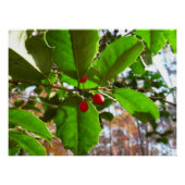 Holly Leaves II Holiday Natuur Botanisch Perfect Poster (Voorkant)