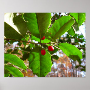 Holly Leaves II Holiday Natuur Botanisch Poster