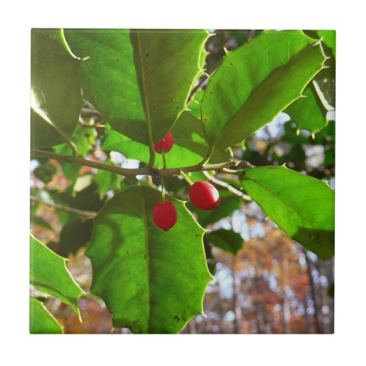 Holly Leaves II Holiday Natuur Botanisch Tegeltje (Voorkant)