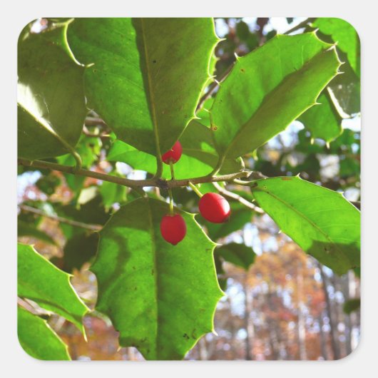 Holly Leaves II Holiday Natuur Botanisch Vierkante Sticker (Voorkant)