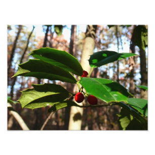 Holly left I Holiday Botanical Foto Afdruk