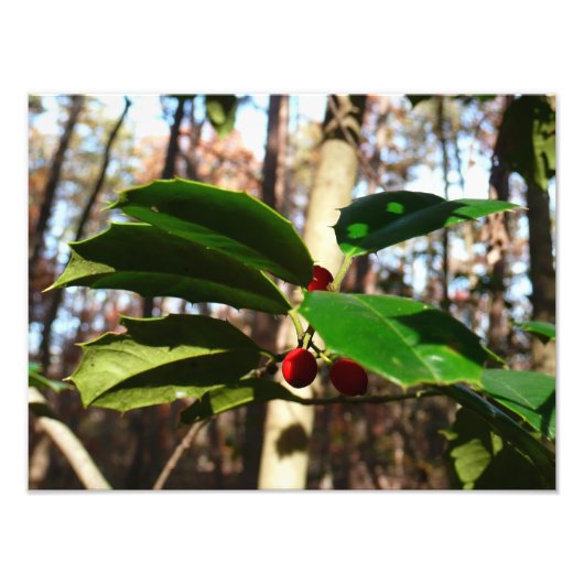 Holly left I Holiday Botanical Foto Afdruk (Voorkant)