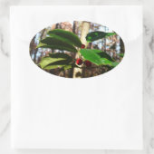 Holly left I Holiday Botanical Ovale Sticker (Tas)