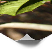 Holly left I Holiday Botanical Poster (Hoek)