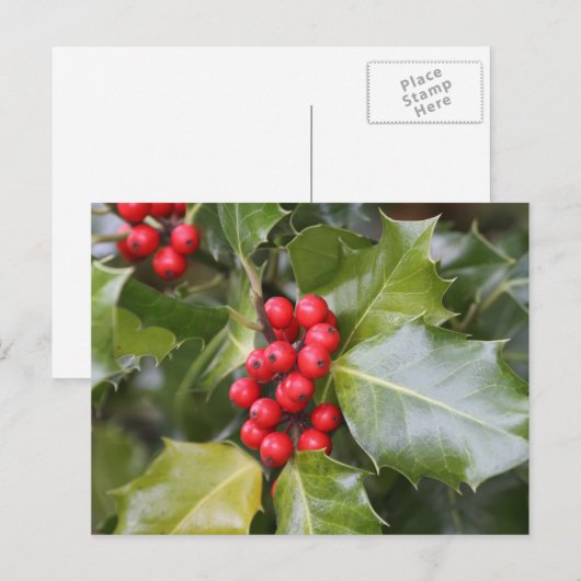 Holly Photo Briefkaart (Voorkant / Achterkant)