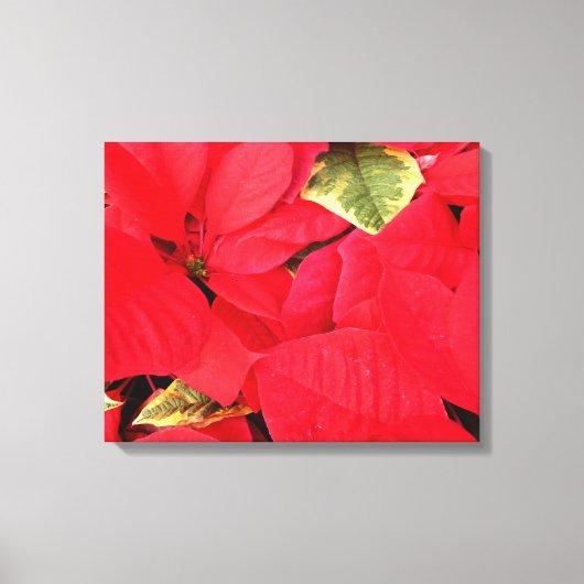 Holly Point Poinsettias Holiday Floral Canvas Afdruk (Voorkant)