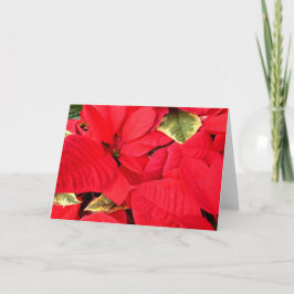 Holly Point Poinsettias Holiday Floral Feestdagen Kaart