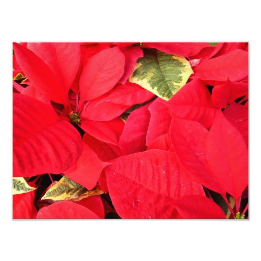 Holly Point Poinsettias Holiday Floral Foto Afdruk (Voorkant)
