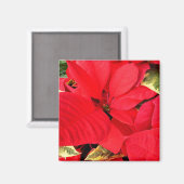 Holly Point Poinsettias Holiday Floral Magneet (Voorkant / Achterkant)