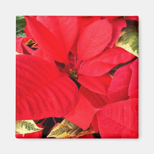 Holly Point Poinsettias Holiday Floral Magneet (Voorkant)