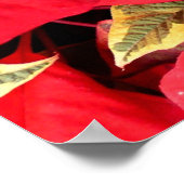 Holly Point Poinsettias Holiday Floral Poster (Hoek)