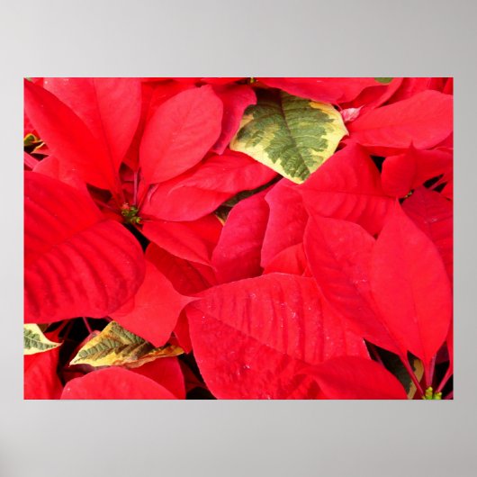 Holly Point Poinsettias Holiday Floral Poster (Voorkant)
