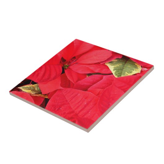 Holly Point Poinsettias Kerstfeestdag Floral Tegeltje (Zijkant)