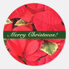 Holly Point Poinsettias KerstFloral Ronde Sticker