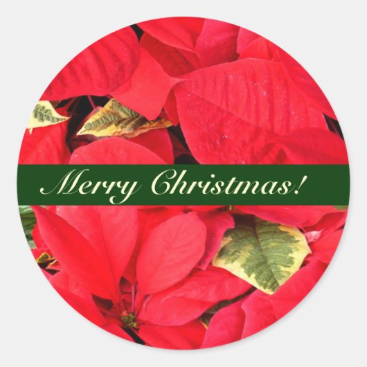Holly Point Poinsettias KerstFloral Ronde Sticker (Voorkant)
